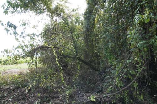 05_wild-beatricechauvin