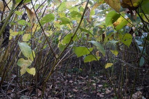 10_boldness_beatricechauvin