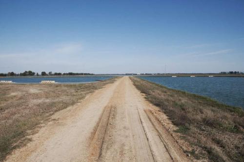 12_catfish_beatricechauvin